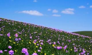 那拉提的养蜂女原唱